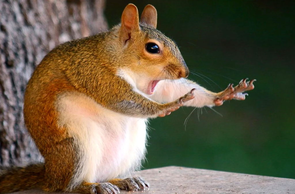 Желтогорлая белка