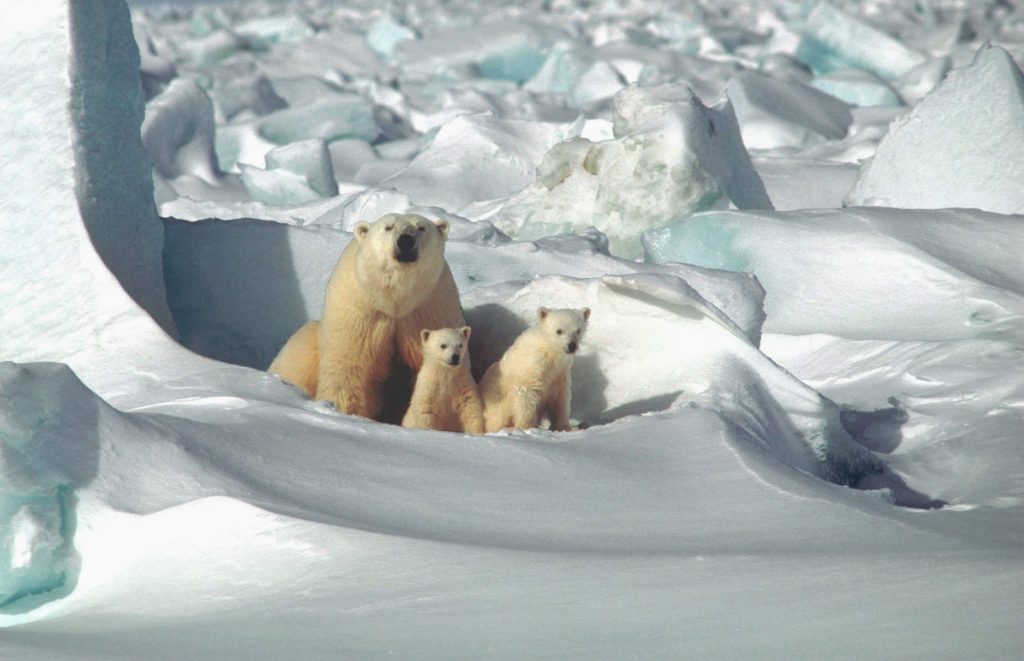 Белый медведь с детенышами