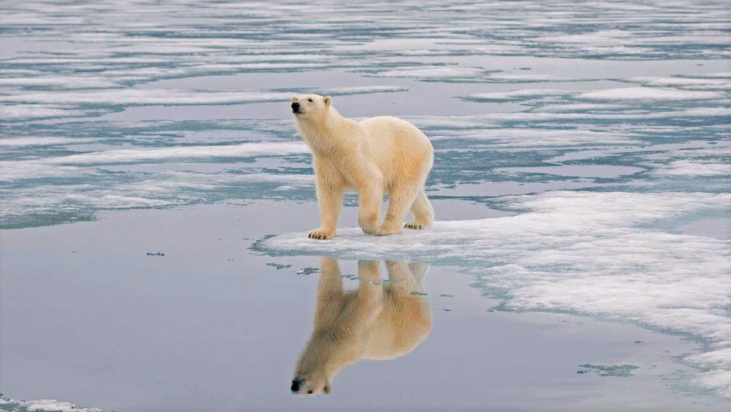 Льды в местах, где проживают медведи, постепенно тают из-за смены климата