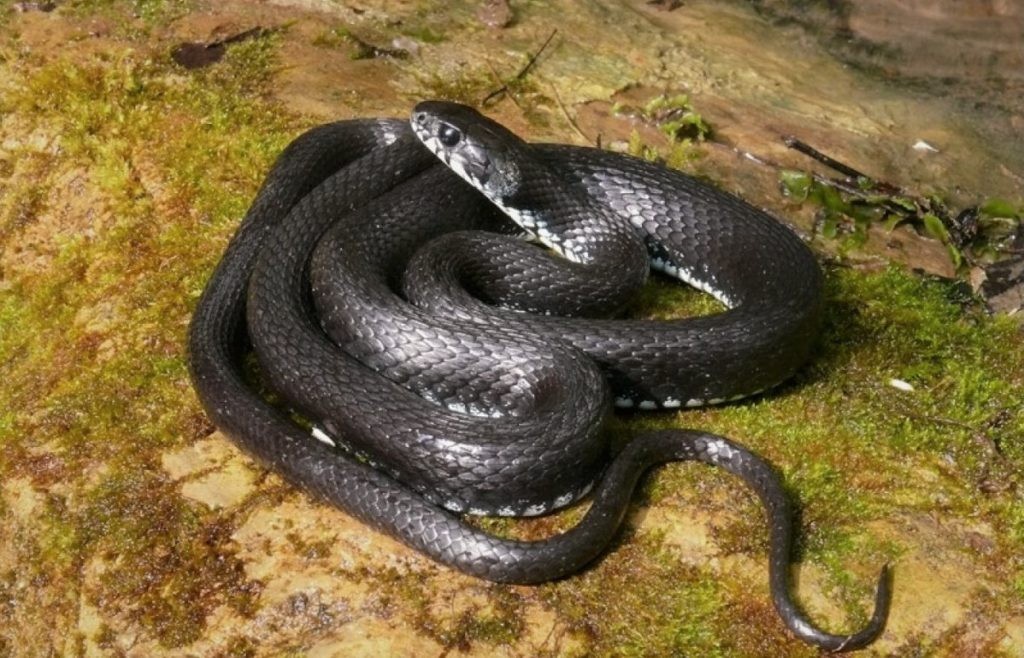 Змея с большой головой