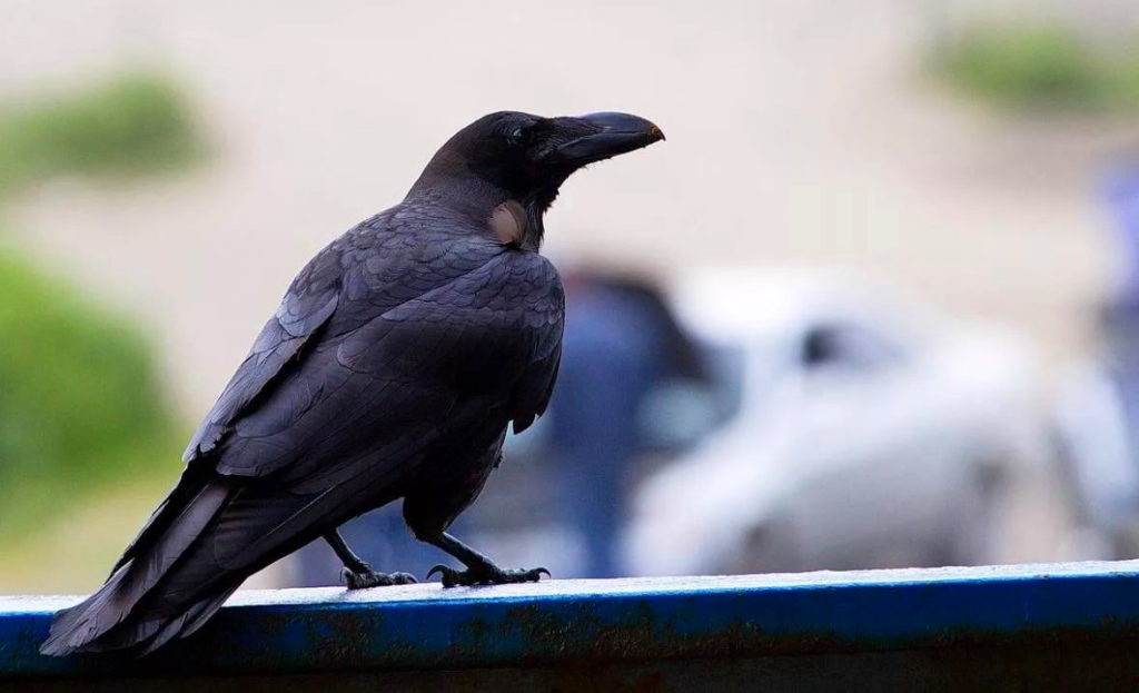 Большеклювая ворона