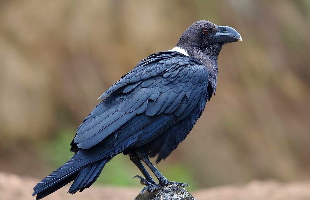 Белошейная ворона