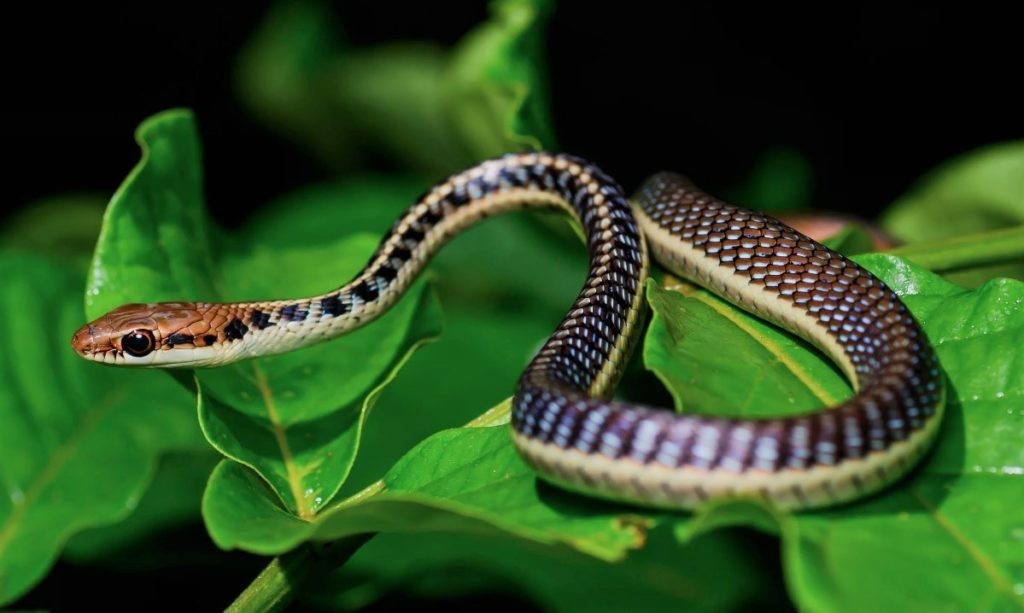 Блестящая деревянная змея