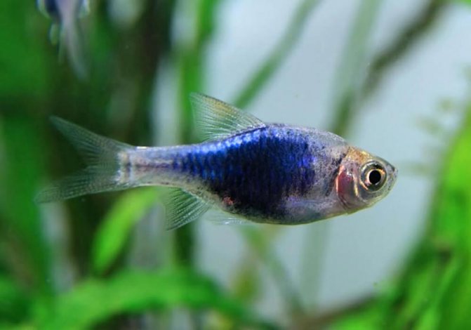 Расбора клинопятнистая: уход и содержание в аквариуме