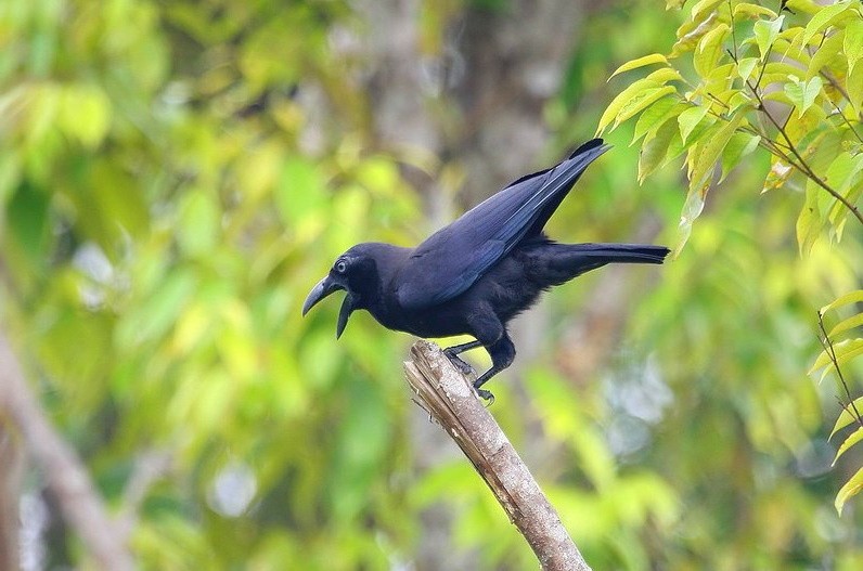 Бангайская ворона