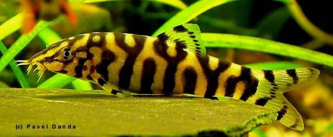 Боция мраморная (Botia lohachata / almorhae) самка, внешний вид.