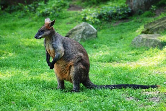 фото болотного валлаби