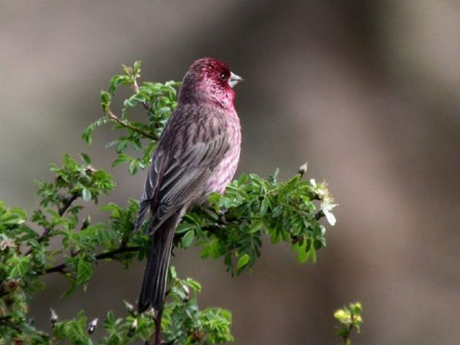 Чечевица (Carpodacus erythrinus): виды чечевиц