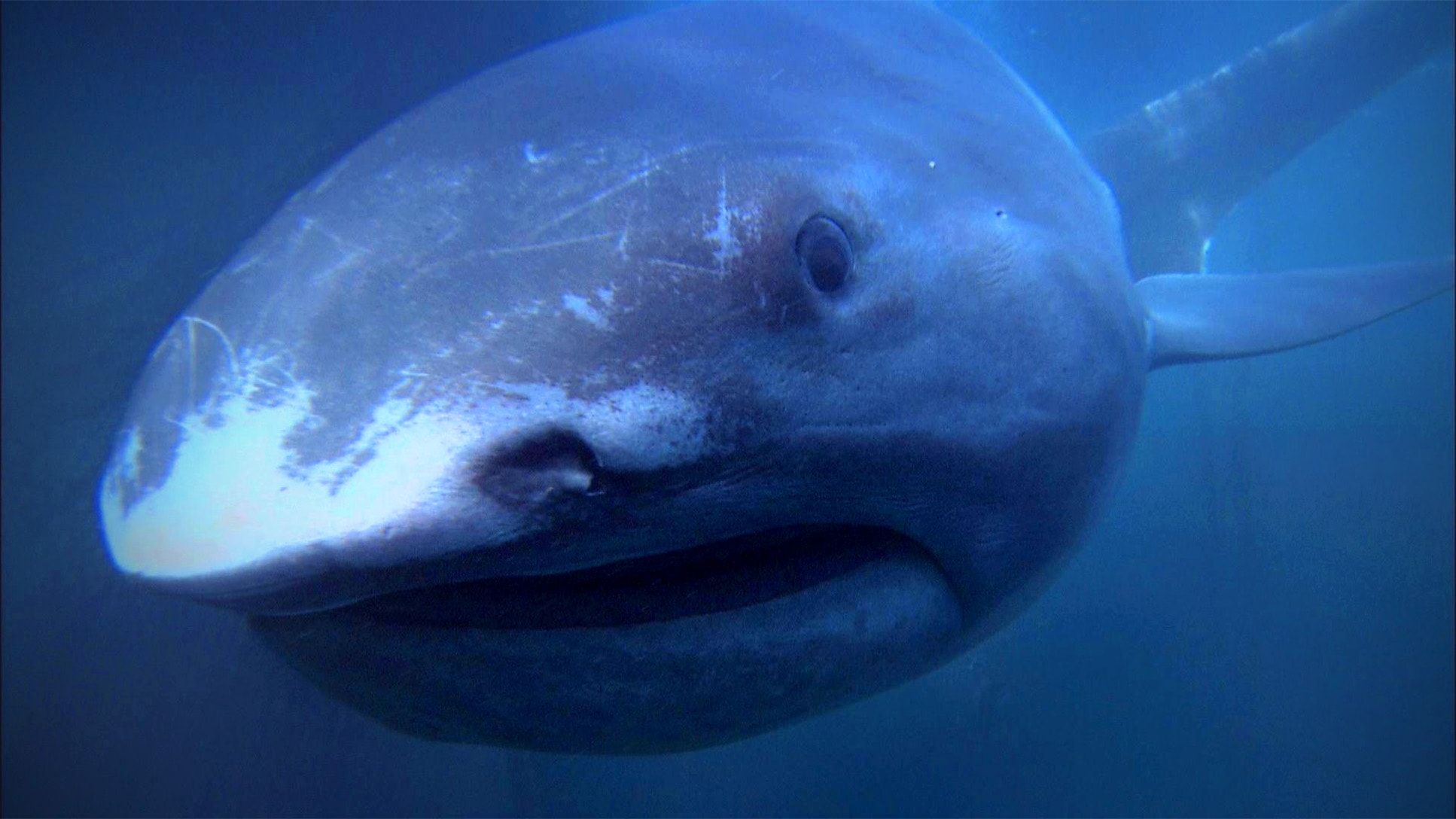 Большеротая акула