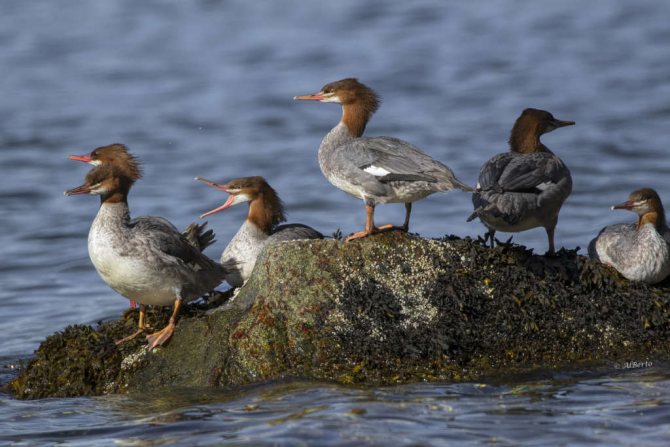 Большие пятна