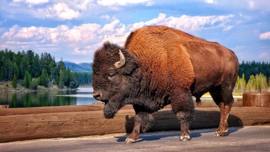 Зубр из Красной книги: внешний вид, питание, размножение