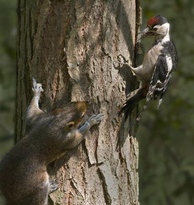 Большой дятел: особенности приспособления к окружающей среде.