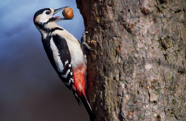 Красивый дятел бьется 130 раз в минуту.