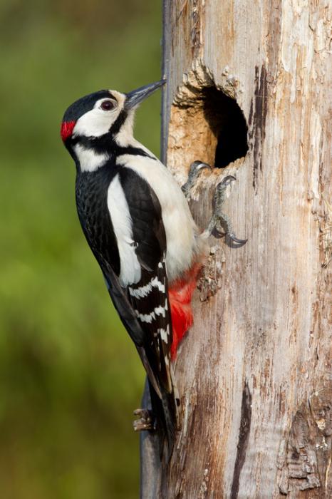 Большой дятел: фото.