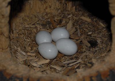 Большой дятел: среда обитания.