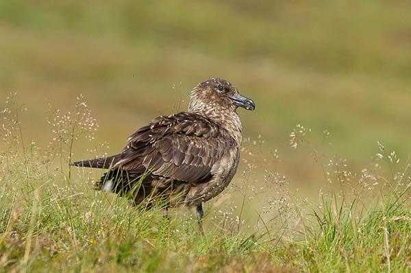 Большой поморник (Stercorarius skua) — Птицы Европейской части России