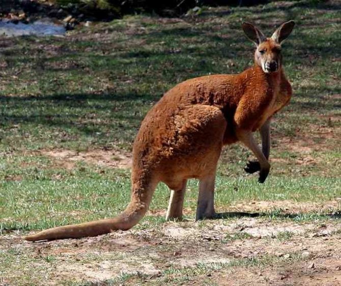картинка большого красного кенгуру