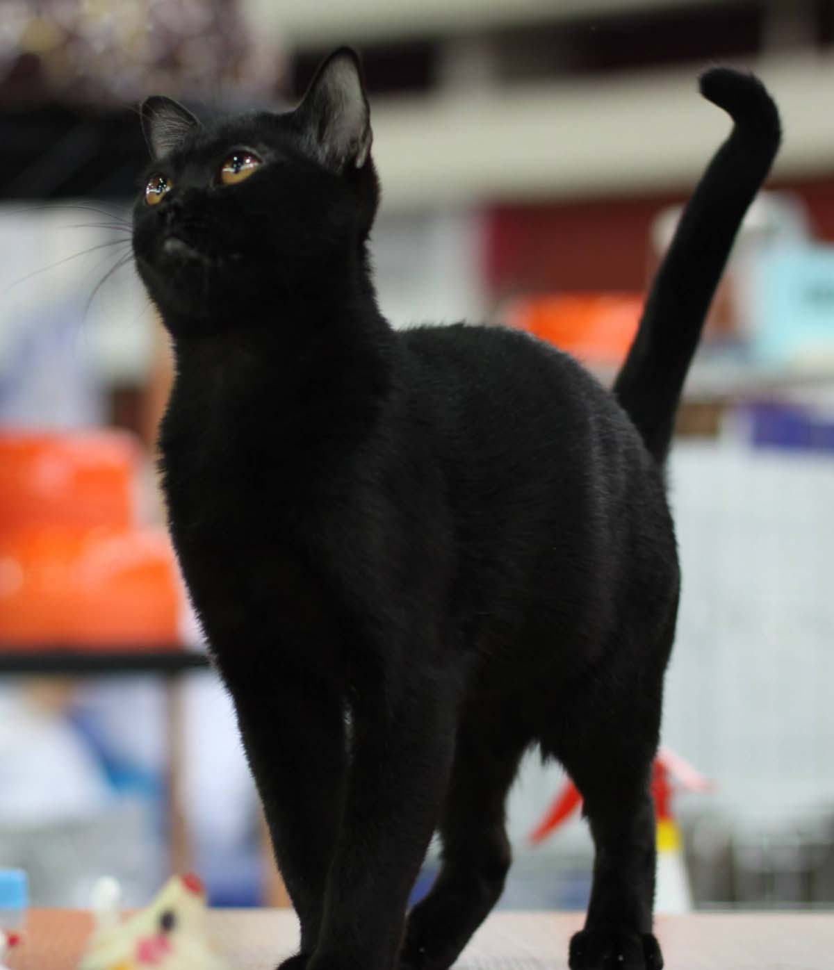 Порода кошек бомбей