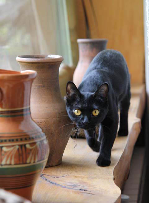 Бомбейская порода кошек: характер