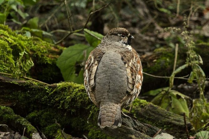Разведение рябчиков в домашних условиях