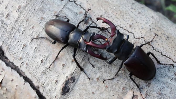 Борьба за самку