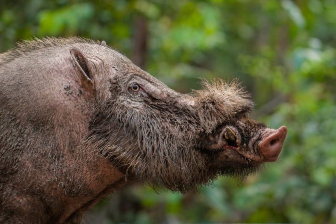 Дикий кабан - описание животного, где обитает, чем питается