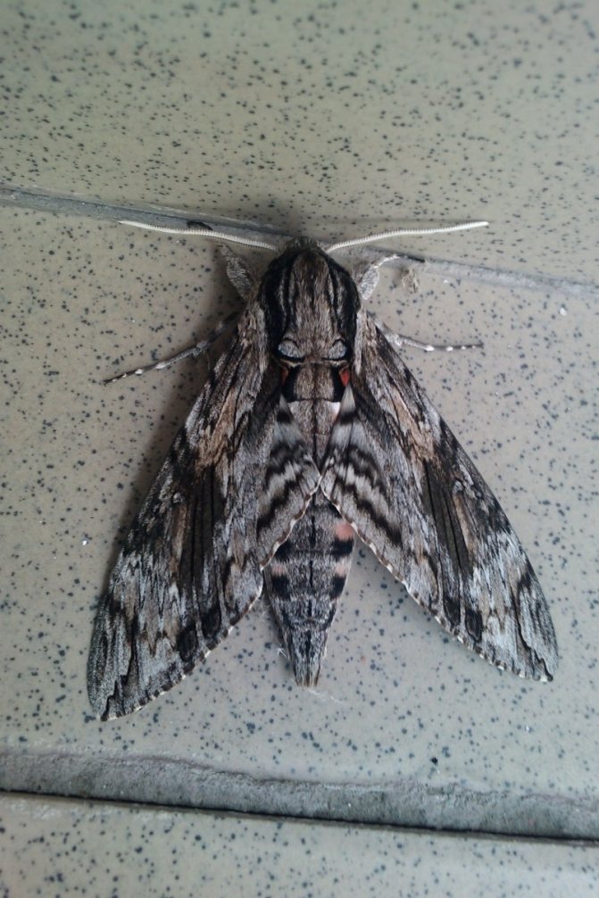 Бабочка мертвая голова - описание, классификация, питание, польза и вред насекомого