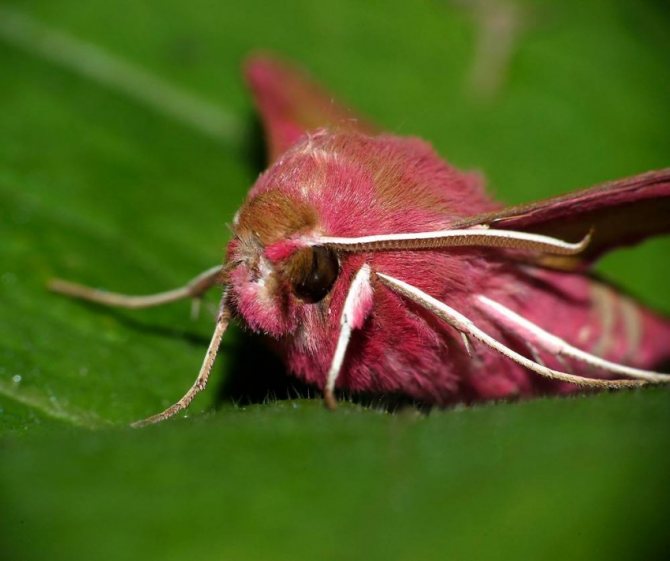 Бабочка мертвая голова - описание, классификация, питание, польза и вред насекомого