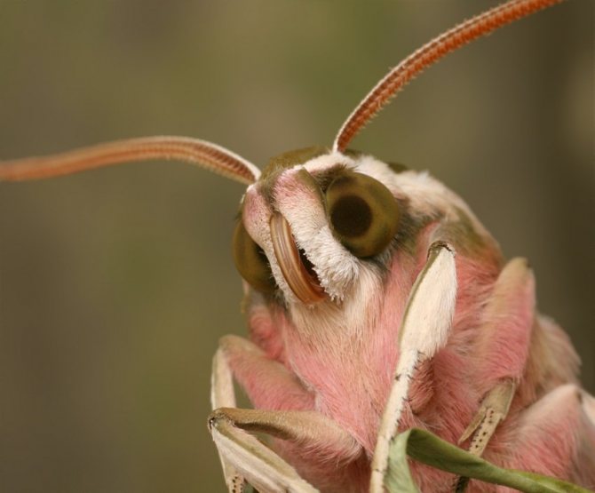 Бабочка мертвая голова - описание, классификация, питание, польза и вред насекомого