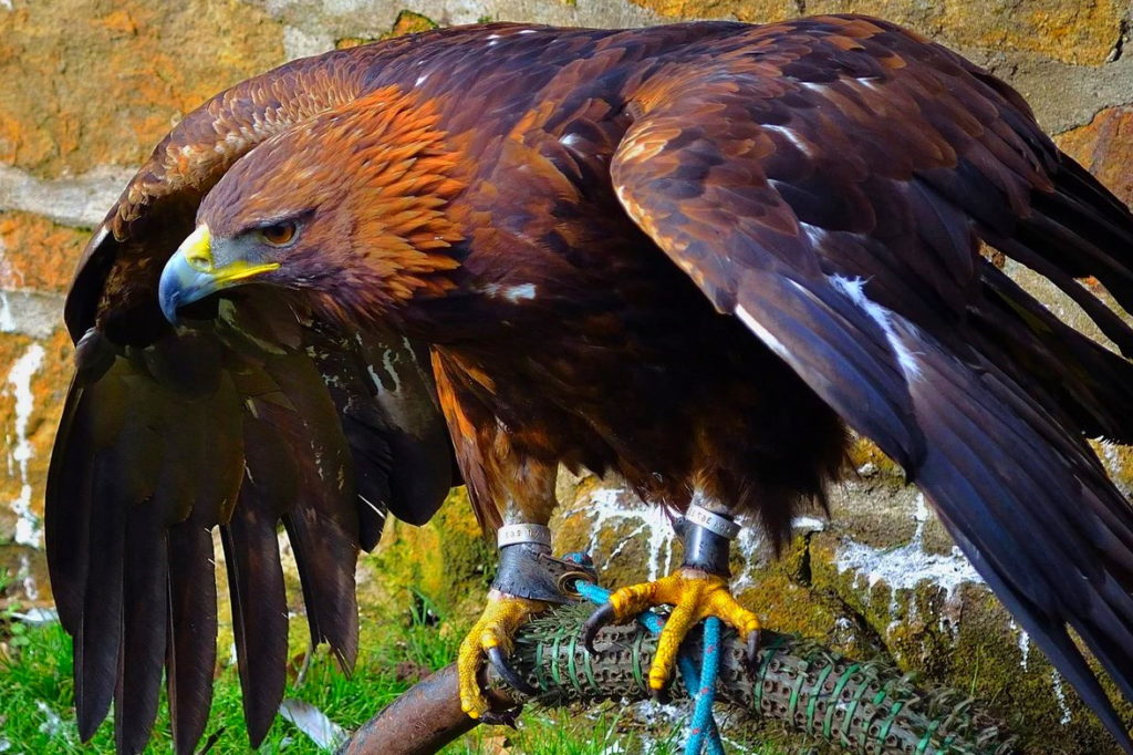 Беркут — хищник, способный нападать на сов