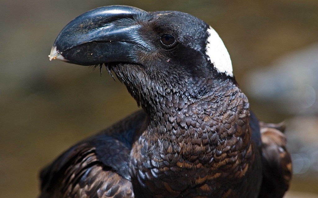 Бронзовая ворона