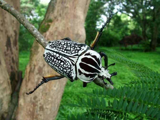 Как выглядит жук-голиаф