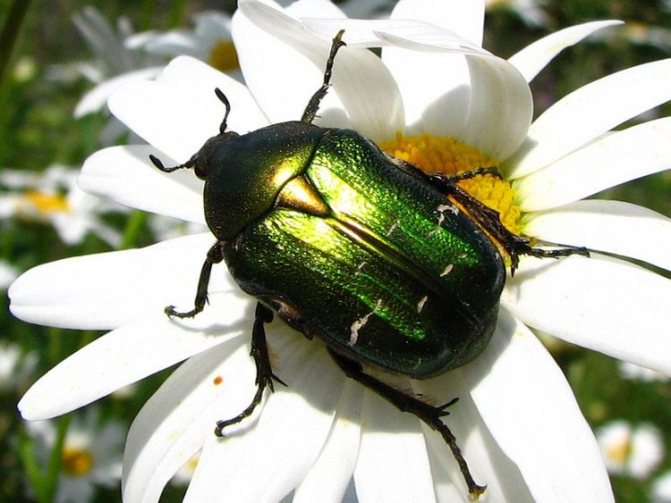 Как выглядит жук-голиаф