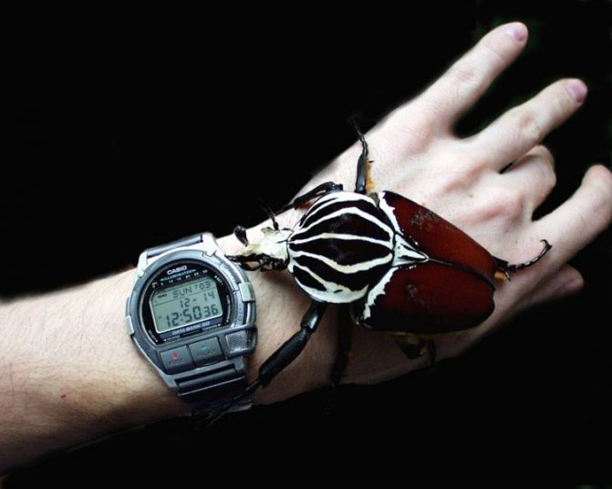 Как выглядит жук-голиаф