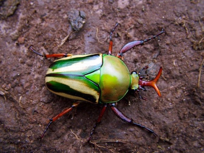 Как выглядит жук-голиаф