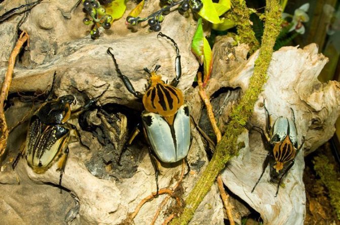 Как выглядит жук-голиаф