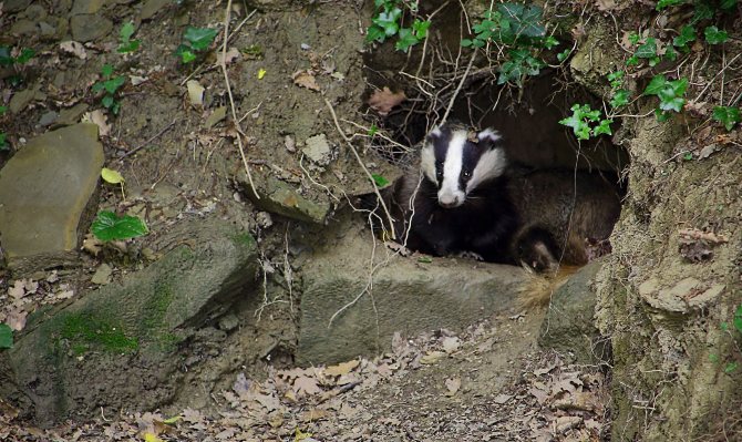 Барсук: описание животного, особенности, виды, образ жизни
