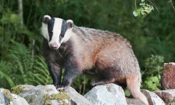 Барсук: описание животного, особенности, виды, образ жизни