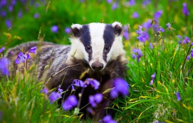 Барсук: описание животного, особенности, виды, образ жизни