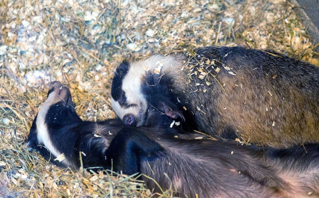 Барсуки спят в специально подготовленном месте