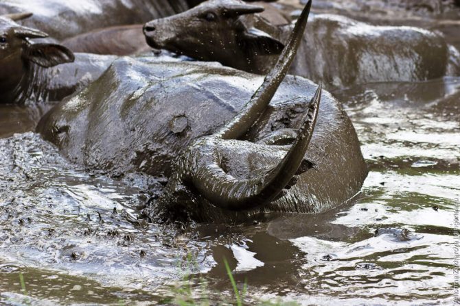Домашний буйвол: особенности содержания и ухода