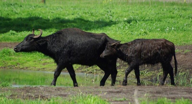 Домашний буйвол: особенности содержания и ухода
