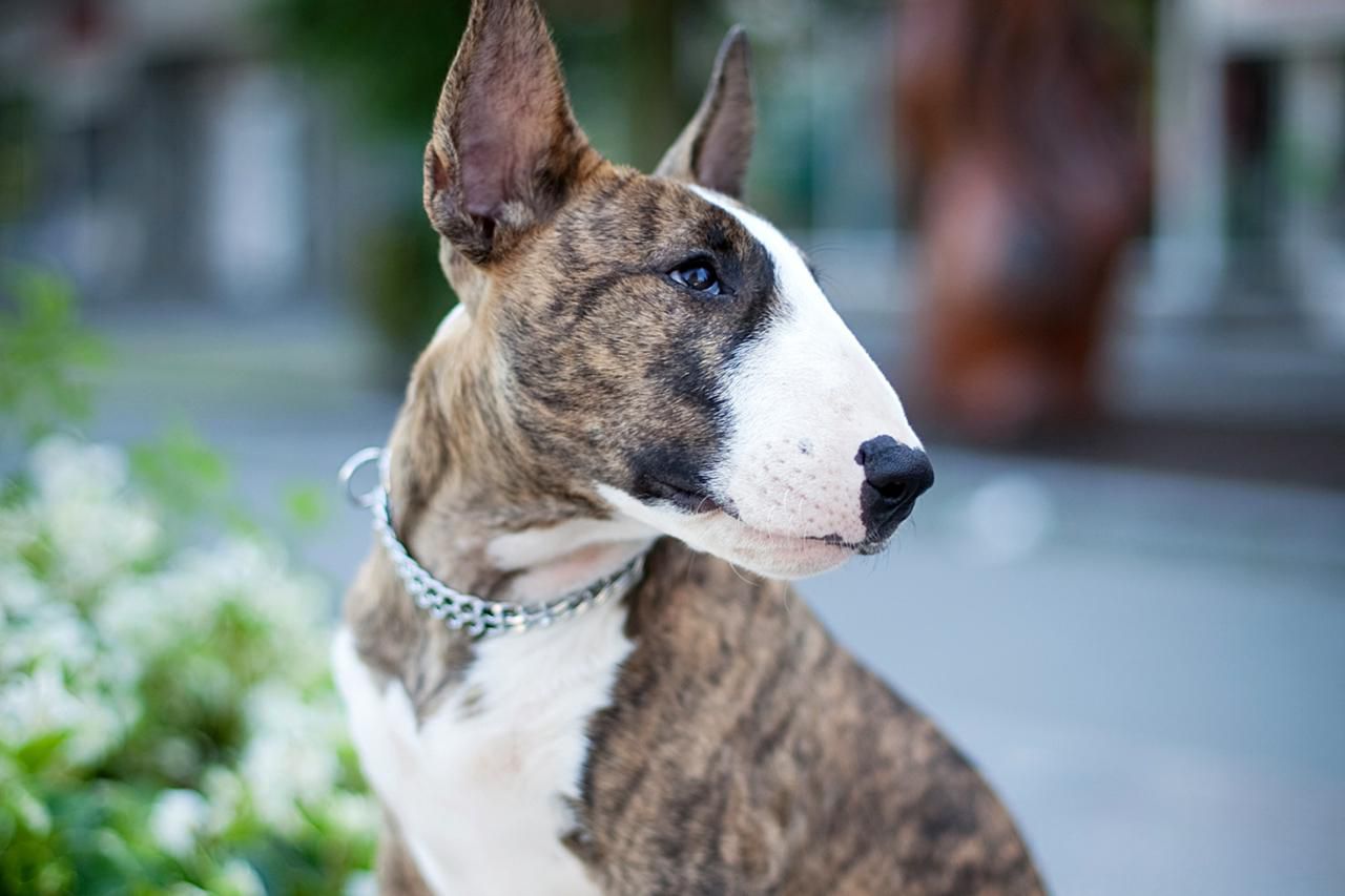 Собака с крысиной мордой: как называется порода, каковы ее особенности