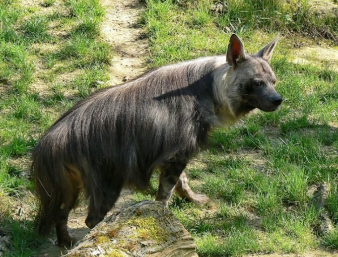 Гиена: семейство кошачьих или собачьих