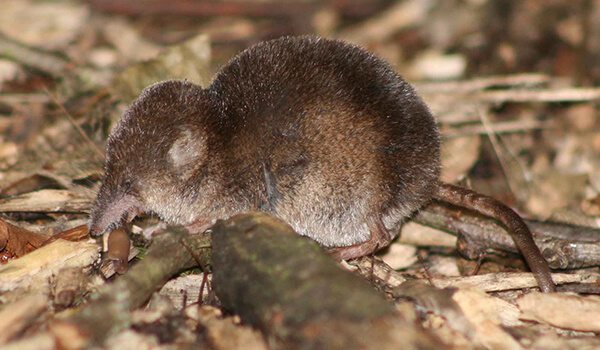 Гигантская бурозубка: описание животного, образ жизни, размножение, интересные факты