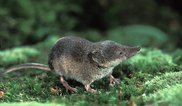 Гигантская бурозубка: описание животного, образ жизни, размножение, интересные факты