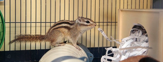 Бурундук в клетке