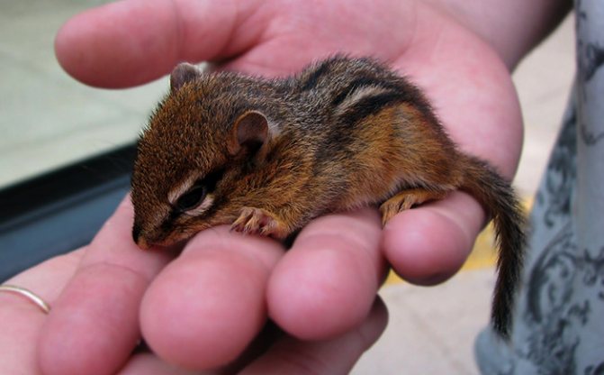 Бурундук в руке