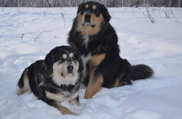 Бурят-монгольская волчья собака хотошо