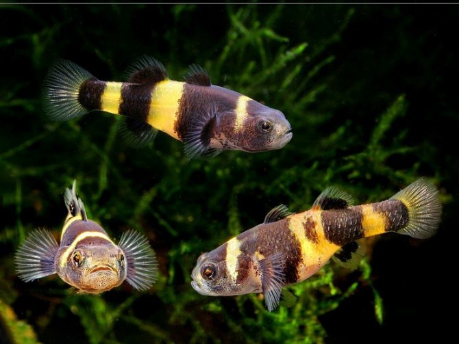 бычок пчелка